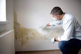 Environmental Consulting for Mold Prevention in Contoocook, NH